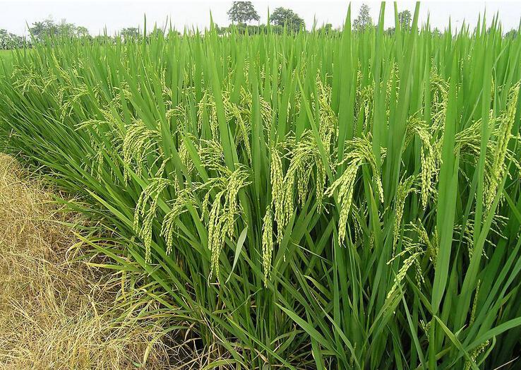 �ЙC����δ���ЙC�r(n��ng)�I(y��)�İl(f��)չڅ������������ô